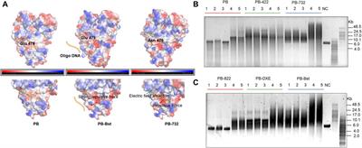Engineering psychrophilic polymerase for nanopore long-read sequencing